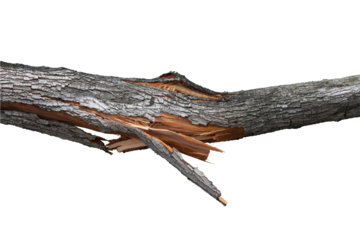 Tree with broken trunk isolated on black background with clipping path.