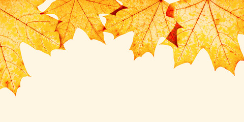Frame from autumn red yellow maple leaves with natural texture on beige background, monochrome banner with copy space. Natural fallen autumn leaf. Seasonal fall foliage, botanical banner