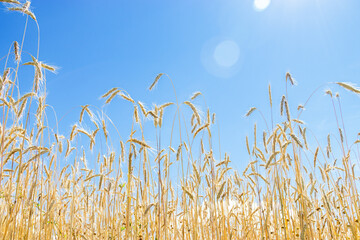 Wheat grain on field against clear blue sky. Agricultural grain crop growing on field. Autumn harvest wheat, barley, rye as background. Yellow ripe ears at sunlight and lens flare light - obrazy, fototapety, plakaty