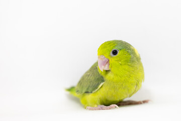 Selective focus of forpus parrotlet bird studio shot on white background