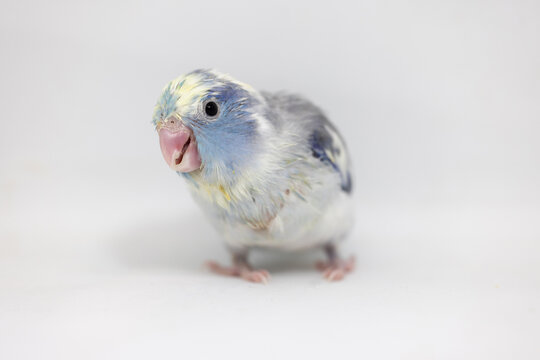 Selective focus of forpus parrotlet bird studio shot on white background