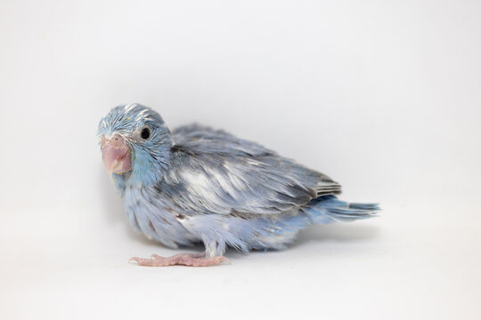 Selective focus of forpus parrotlet bird studio shot on white background