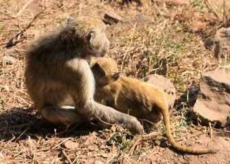 Chacma Baboon Female and her Baby, Victoria Falls, Zambia