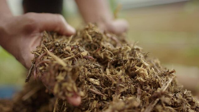 SELF SUFFICIENCY - Worms are inspected in the compost material, dark skin