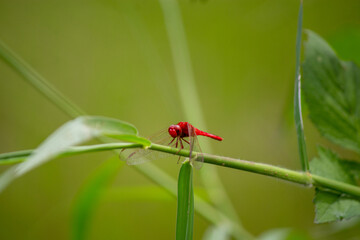 Macro dragonfly, selective focus
