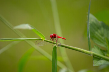 Macro dragonfly, selective focus
