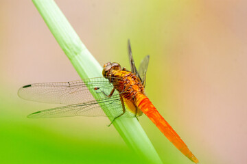 Macro dragonfly, selective focus