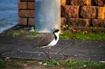 Australian Masked Lapwing ( Vanellus miles)