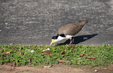 Australian Masked Lapwing ( Vanellus miles)