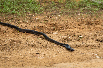 full length Indian cobra or Naja naja or spectacled cobra or Asian cobra a venomous snake serpent with tongue out at forest of central india - binocellate cobra