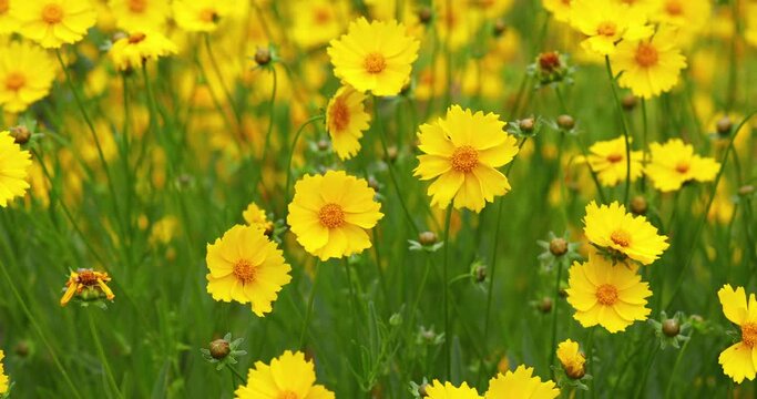 Beautiful yellow flowers Coreopsis lanceolata.