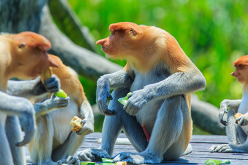 proboscis monkey or nasalis larvatus