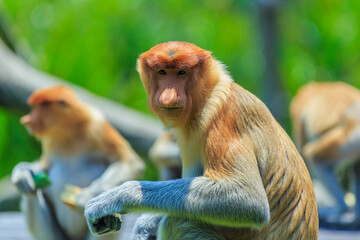 proboscis monkey or nasalis larvatus