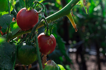 a bunch of ripe tomatoes in the garden