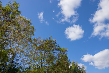 Obraz premium 秋の青空 