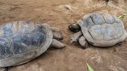 Two giant tortoises Aldabrachelys gigantea are facing each other. Shells, paws and heads are visible. View from above. Close-up. Seychelles