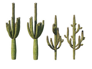 Cactus  on a transparent background
 - obrazy, fototapety, plakaty