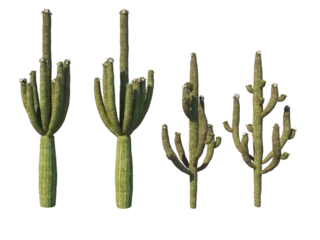 Foto op Canvas Cactus  on a transparent background  © jomphon