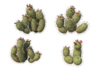 Cactus  on a transparent background
