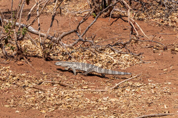 White Throat Monitor lizard close-up passing dry road. South Africa