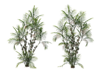 Palm on a transparent background
