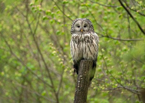 Ural owl ( Strix uralensis ) in spring forest