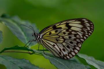 butterfly on leaf