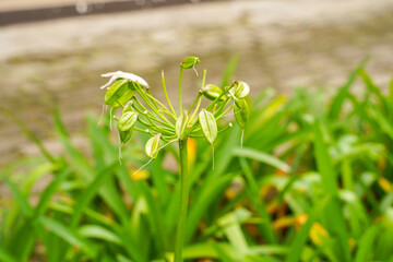 Obraz premium Agapanthus or African lily flowers in the garden.