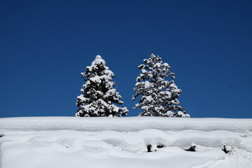 winter landscape with trees,snow covered trees.