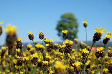 yellow field flower in the nature and bluesky background