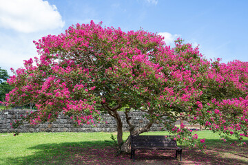 Fototapeta na wymiar Beautiful pear tree flowers and wooden bench