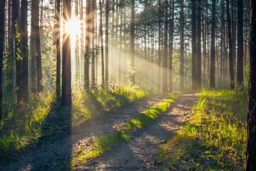 Fototapeta premium sunset in the forest