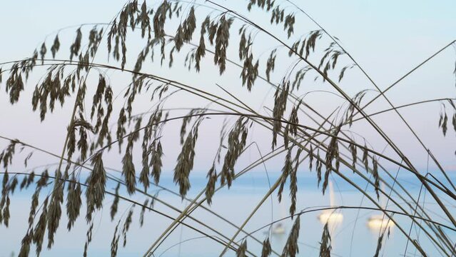 Ampelodesmos Mauritanicus dry flowers at dawn with the Mediterranean sea and boats in background. Invasive plant at Menorca.