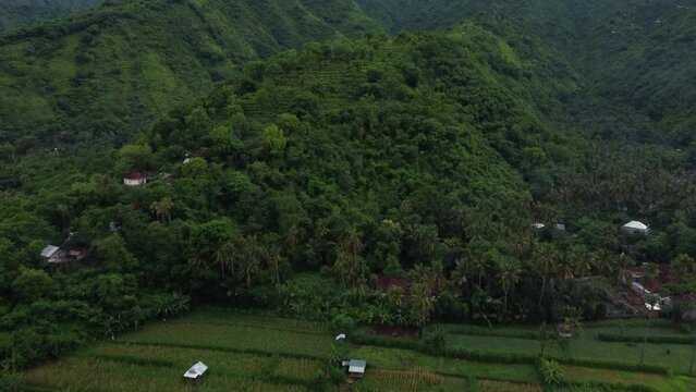 Drone shot fly over rice field and rainforest, Amed Bali