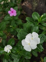 flowers in a garden