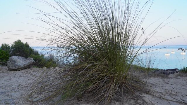 Grove of Ampelodesmos Mauritanicus with the sea in the background at dawn in Menorca island.