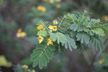 Colourful plants and flowers with blurry background