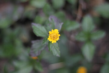 Colourful plants and flowers with blurry background