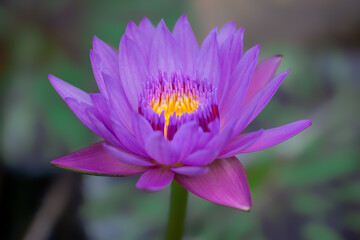 pink lotus flower