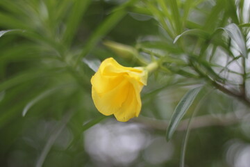 Colourful plants and flowers with blurry background