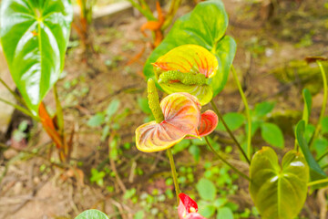 Flamingo flower Anthurium sp. Anthurium andraeanum (Flamingo Flower) The Leaves Flowers. Anthurium Queremalense, Anthurium Metallicum.