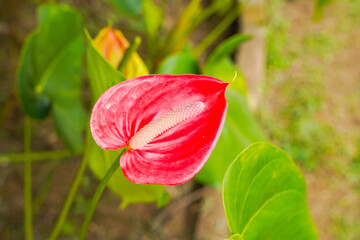 Flamingo flower Anthurium sp. Anthurium andraeanum (Flamingo Flower) The Leaves Flowers. Anthurium Queremalense, Anthurium Metallicum.