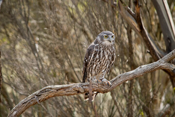 the barking owl is perched in a tree looking out for danger