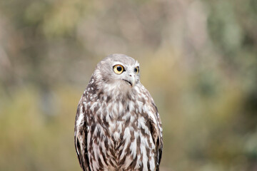 This is a close up of a barking owl