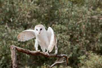 the barn owl is landing on a perch