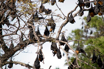 the fruit bats are hanging from a tree in he Botannic gardens South Australia
