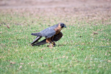 the Australian hobby falcon has caught a lore with food on it
