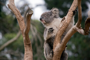 the koala is climbing up the tree © susan flashman