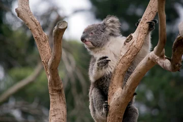 Poster the koala is climbing up the tree © susan flashman