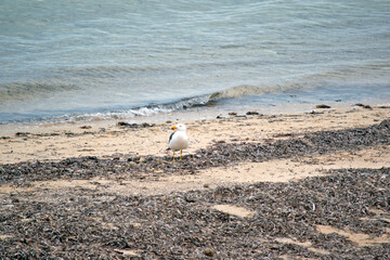 Fototapeta na wymiar the Pacific gull is looking for food by the beach